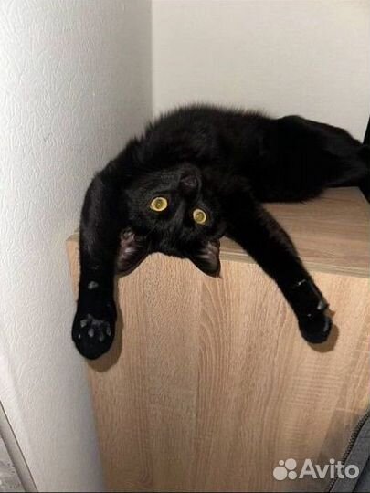 Отдам кота только в добрые руки