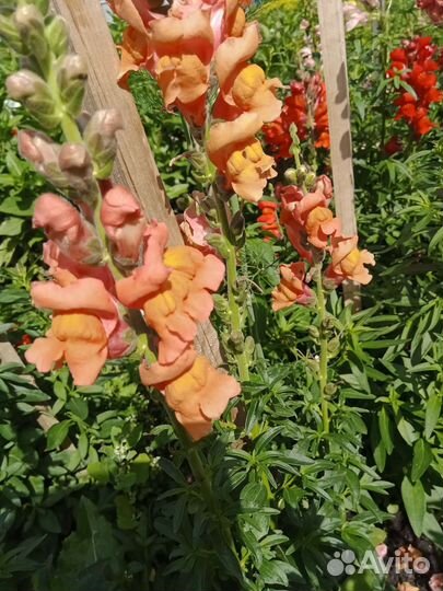 Букеты и срезка на заказ