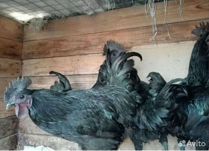 Петушки молодые Ухейилюй