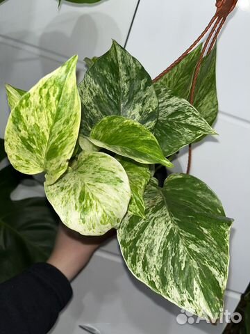 Эпипремнум марбл квин