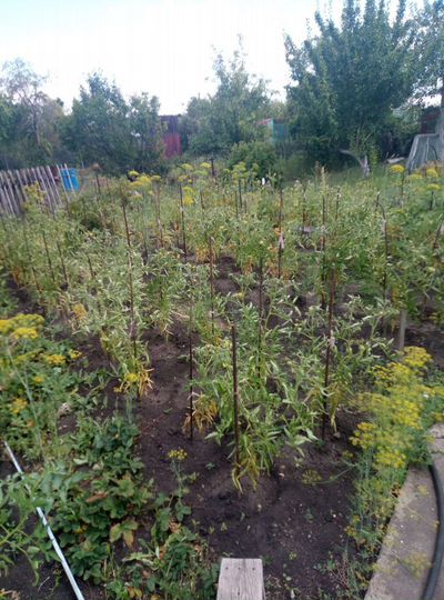 Дача 40 м² на участке 6 сот.