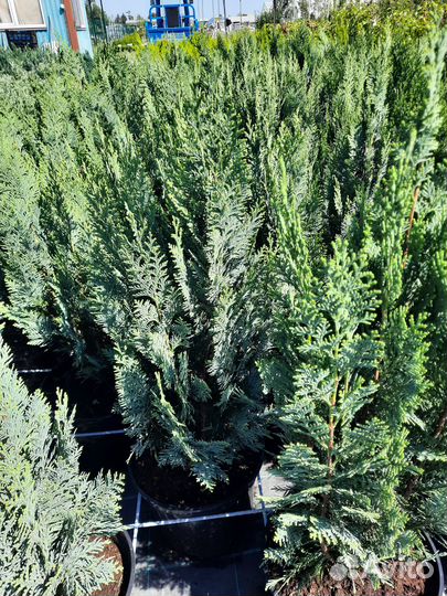 Кипарисовик Лавс Ивонне. КИП. Лейланда Пирамидалис