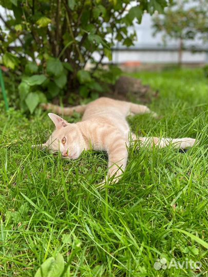 Хикару особенный котёнок в добрые руки бесплатно