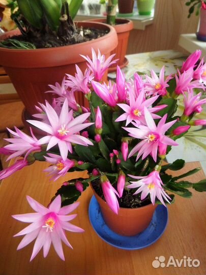 Рипсалидопсис, розовый, красный