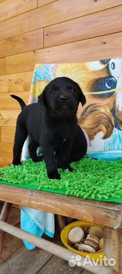 Щенки лабрадора