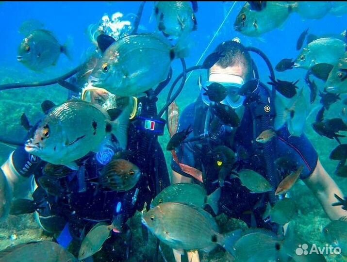 Дайвинг, погружением в открытом море