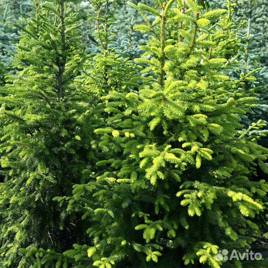 Ель зеленая 1,5-2м