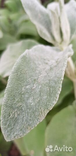 Чистец шерстистый заячьи ушки