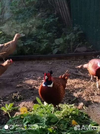 Инкубационное яйцо фазана охотничьего и румына