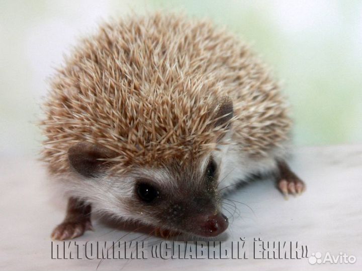 Ручные африканские ежики. окрас Браун