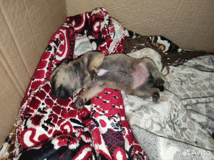 Джек той терьер