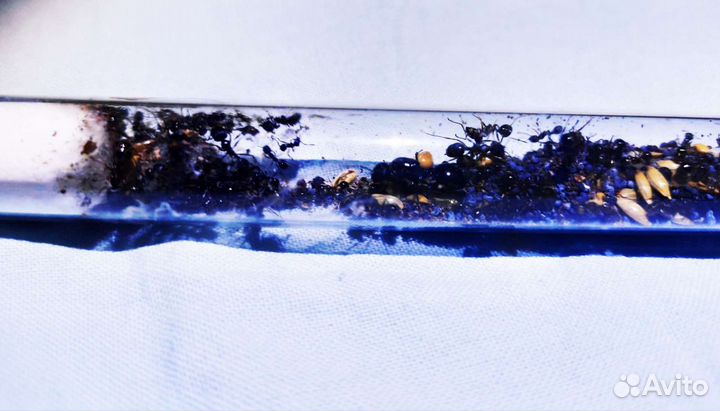 Муравьи Messor Structor, колония 2021года