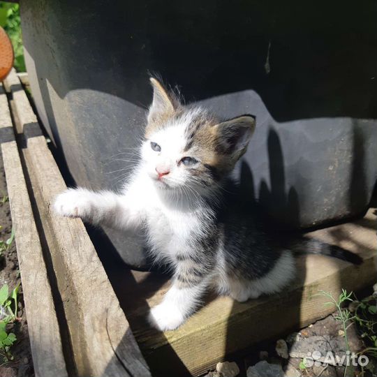 Кошечка в добрые руки