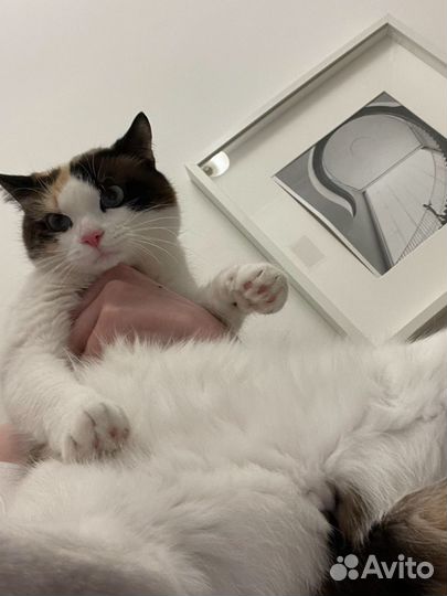 Кошечка Снежинка ищет новый дом