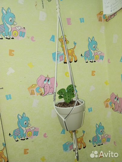 Кашпо макраме на заказ