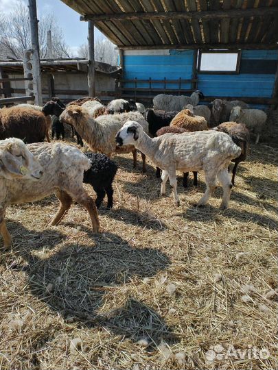 Продам баранов