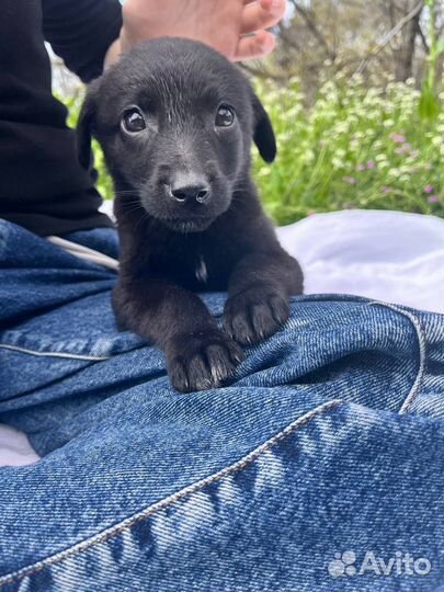 Щенок из приюта Эми 2 месяца