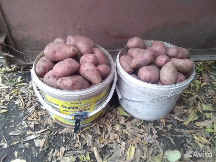 Продукты питания