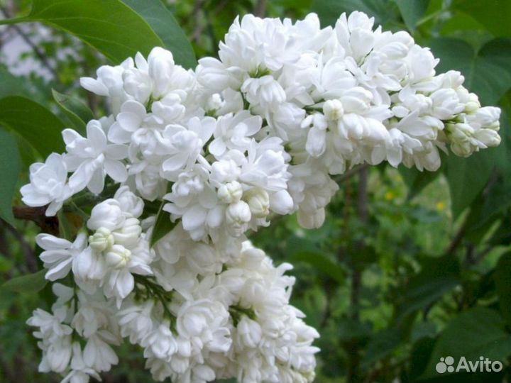 Сирень Мадам Лемуан