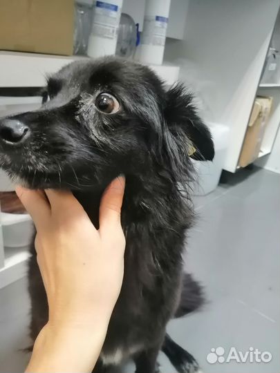 Собака в добрые руки отдам бесплатно