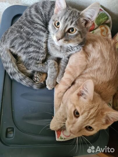 Кошки
