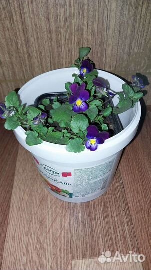 Анютины глазки рассада