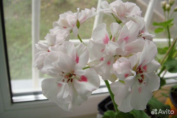 Стартеры сортовых пеларгоний в 0,5л