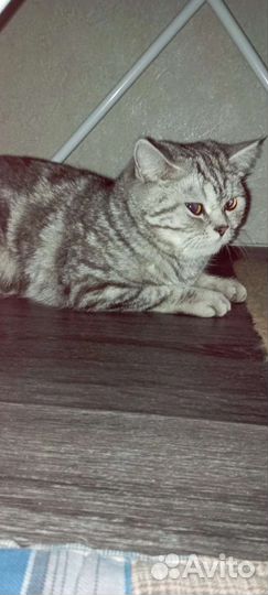 Вязка кошек бесплатно