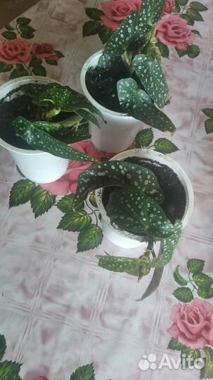 Бегония макулата