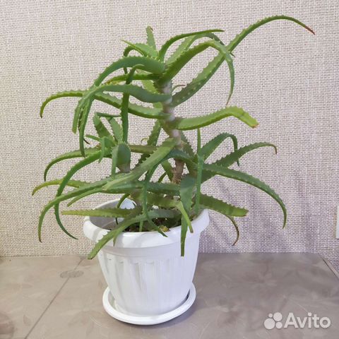 Алоэ лечебный в кашпо