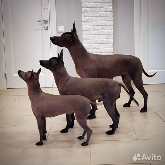 Щенки ксолоитцкуинтли стандарт