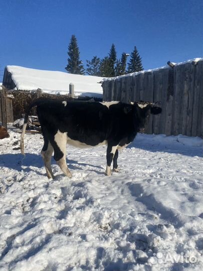 Телка стельная или обменяю на быка или лошадей