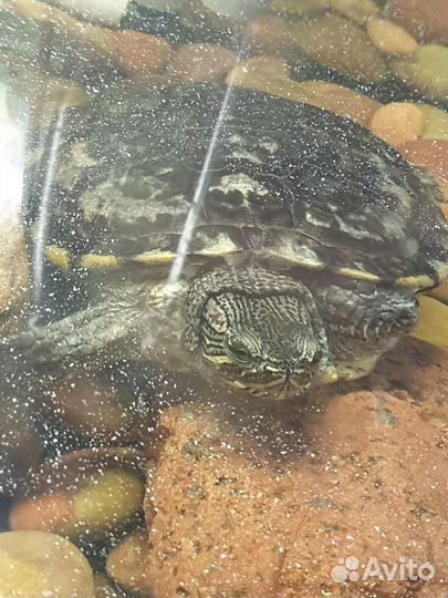 Черепаха бесплатно