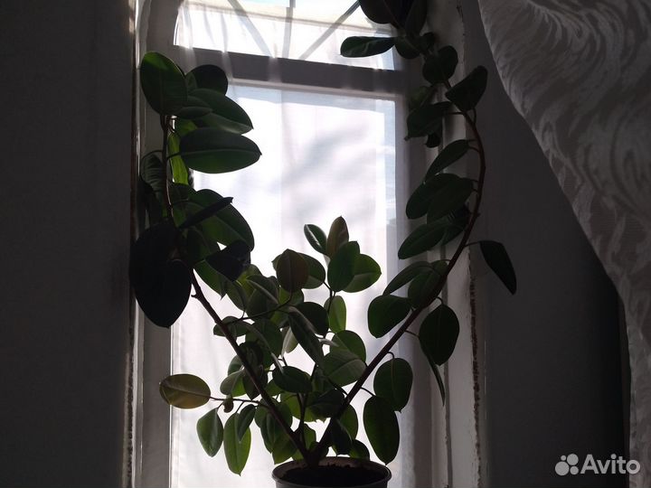 Фикус огромный