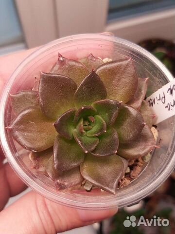 Суккуленты