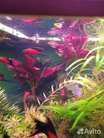 Эхинодорус van helsing