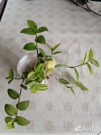 Традесканция