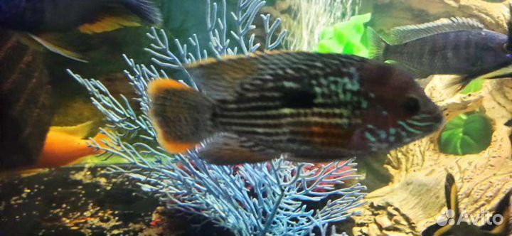 Попугаи,Сомы,Боции,Скаты,Змеегол, Коридор.Скалярия
