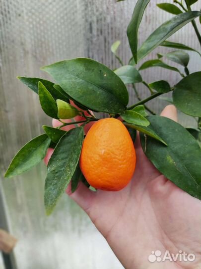 Кумкват Кукле