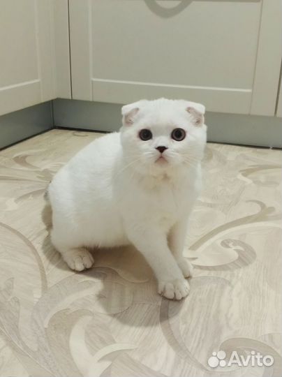 Шотландский вислоухий котик