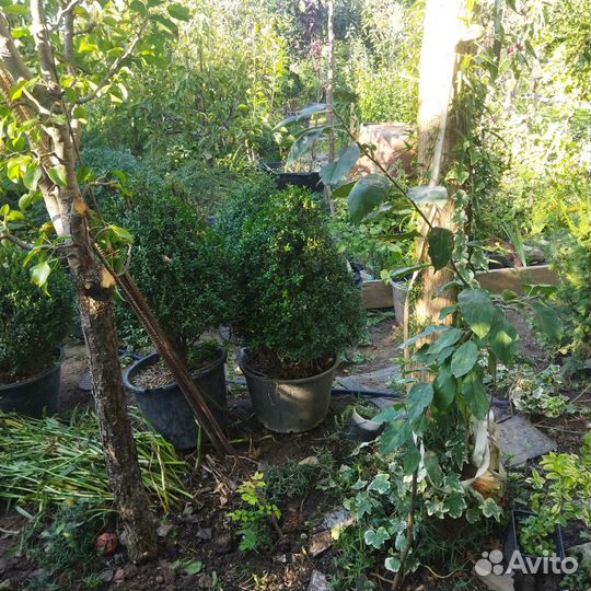 Яблоня райская,самшит,пихта кавказская