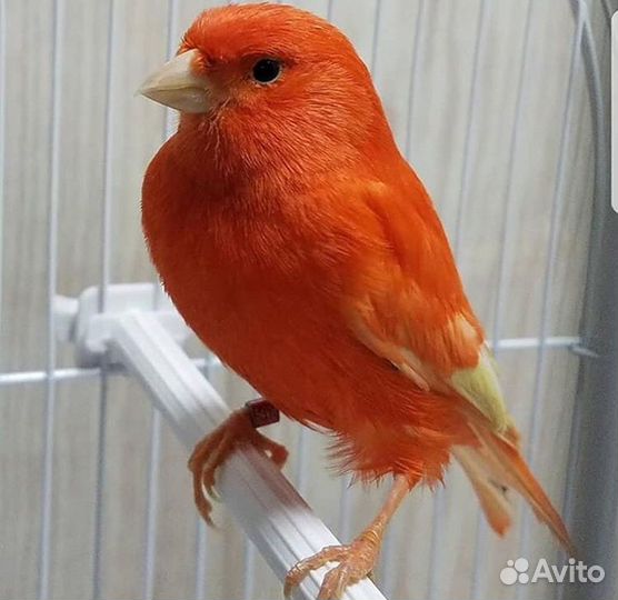 Кенары и канарейки(супер поющие)