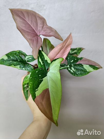 Сингониум Рэд Спот триколор