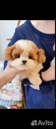 Мини щенки Пушоны