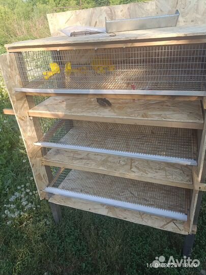 Перепела продажа