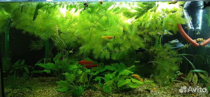 Прополка роголистник много