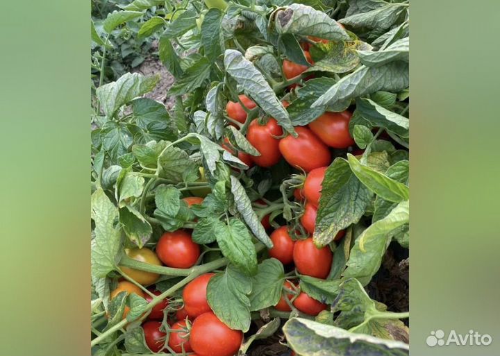 Помидоры
