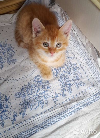 Котенок