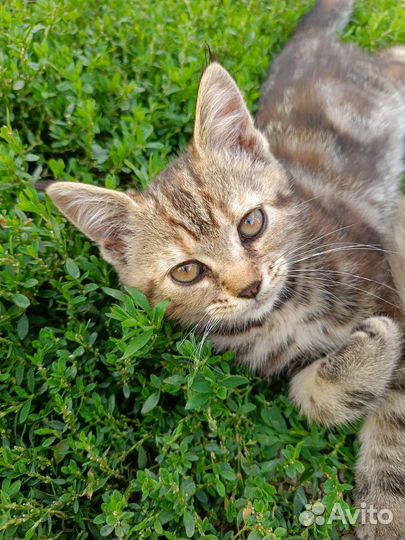 Котята мейн-кун
