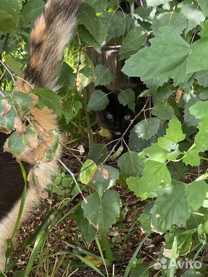 Красотка-кошечка ищет семью(спасите от улицы)